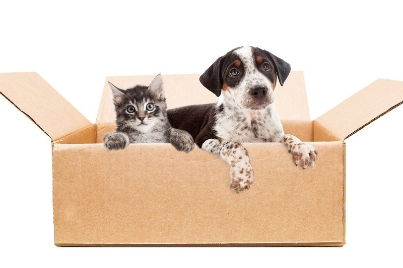 The Dos And Don'ts Of Moving Home If You Have A Pet